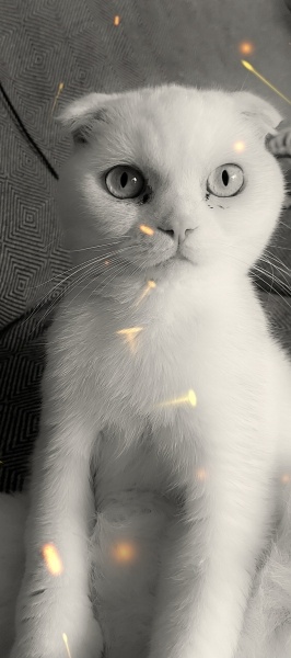 Scottish Fold, Kedi  Pamuk fotoğrafı