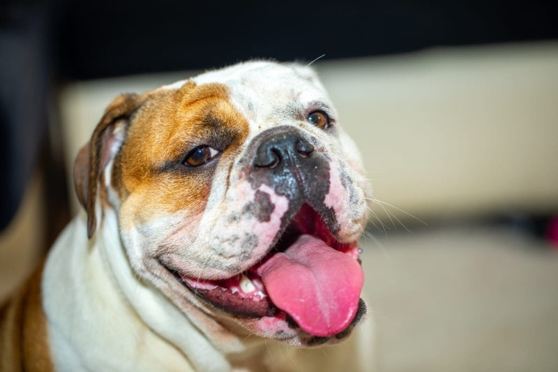 İngiliz Bulldog, Köpek  Marul fotoğrafı
