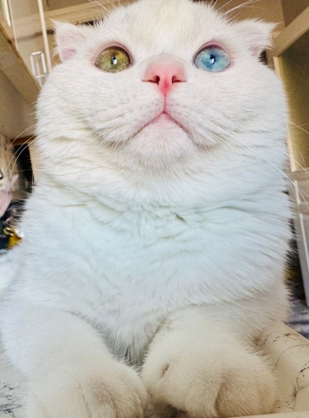 Scottish Fold, Kedi  Çakır fotoğrafı