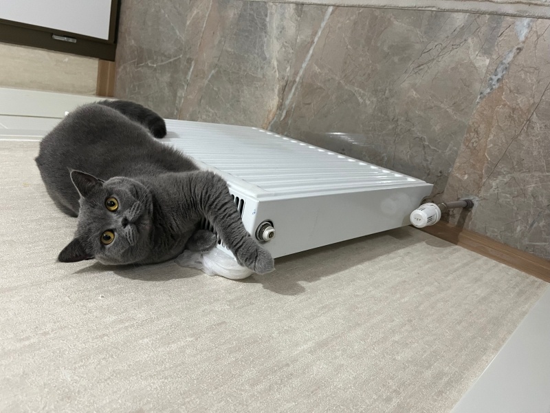 British Shorthair, Kedi  Gece fotoğrafı