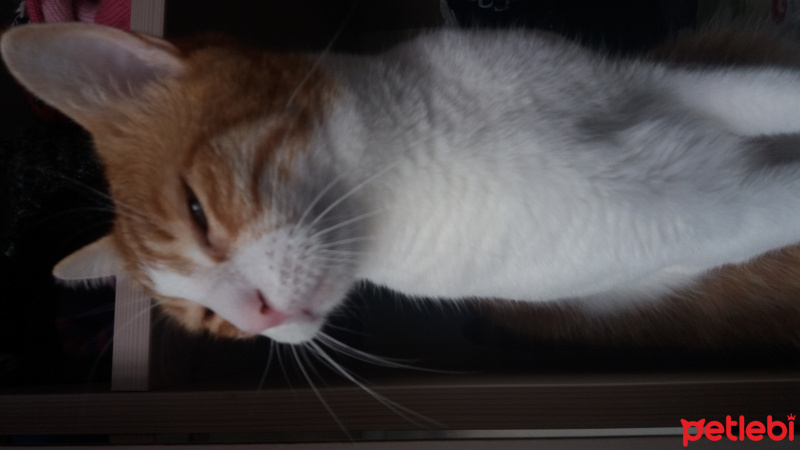Soke, Kedi  Portakal fotoğrafı