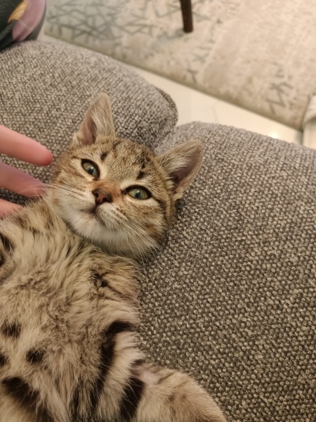 Tekir Kedi, Kedi  Bisküvi fotoğrafı