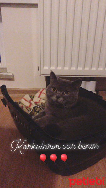 British Shorthair, Kedi  Miu fotoğrafı
