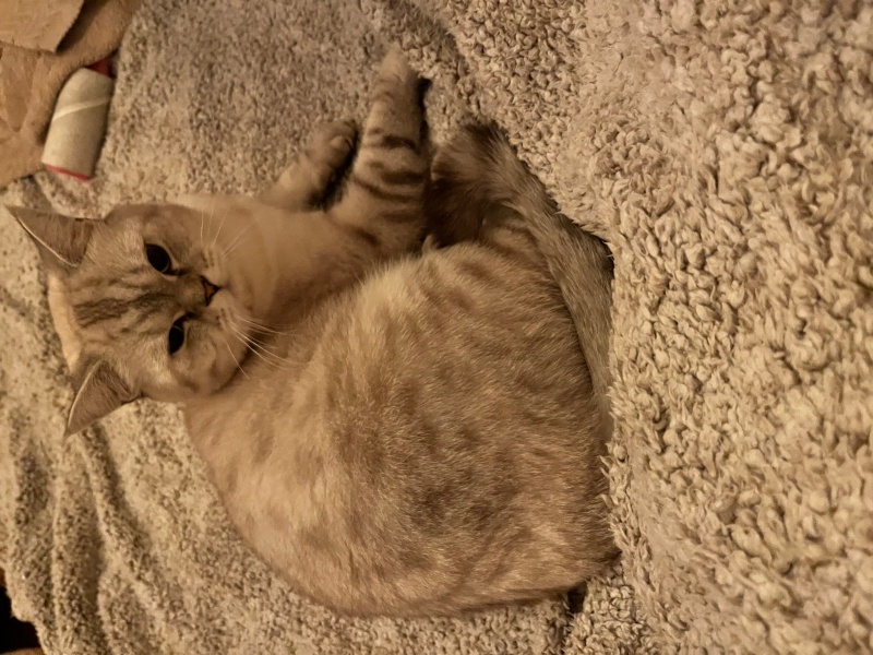 British Shorthair, Kedi  Turşu fotoğrafı