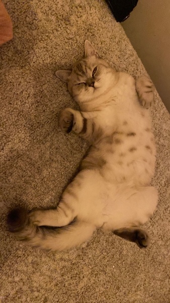 British Shorthair, Kedi  Turşu fotoğrafı