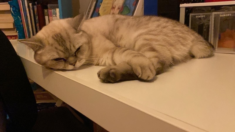 British Shorthair, Kedi  Turşu fotoğrafı