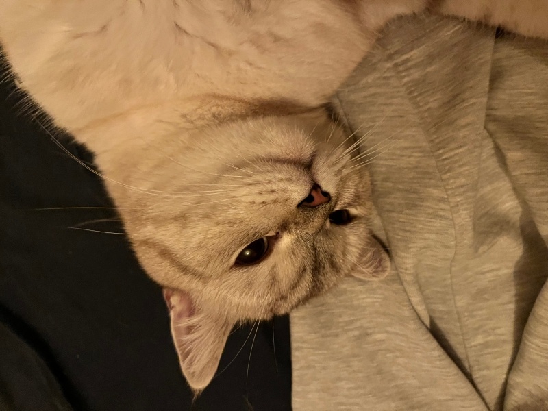 British Shorthair, Kedi  Turşu fotoğrafı