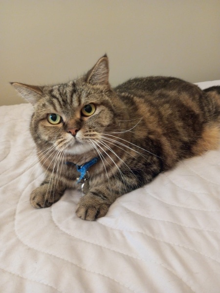 British Shorthair, Kedi  Duman fotoğrafı