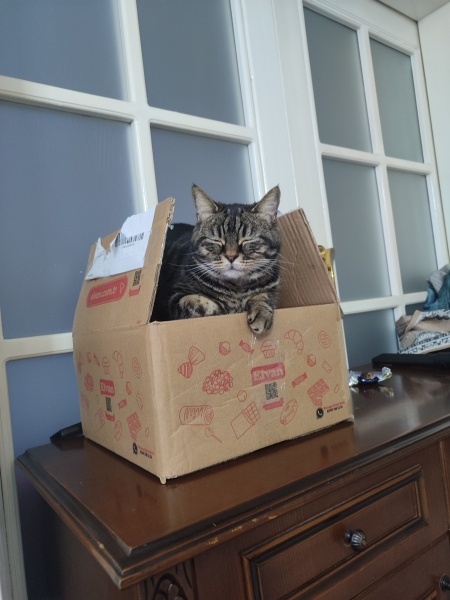 British Shorthair, Kedi  Felix fotoğrafı