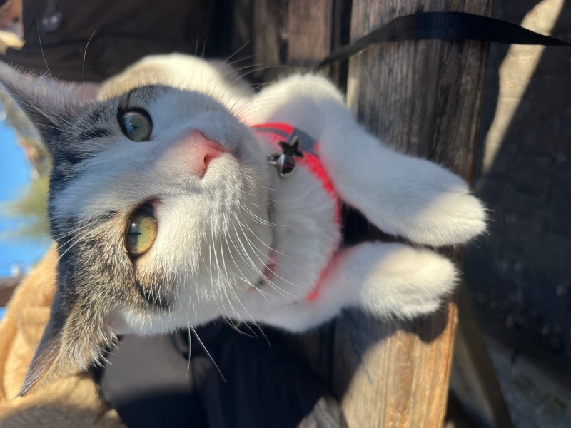 Tekir Kedi, Kedi  Şanslı fotoğrafı