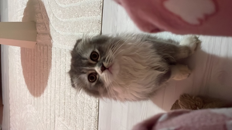 British Longhair, Kedi  Mırmır fotoğrafı