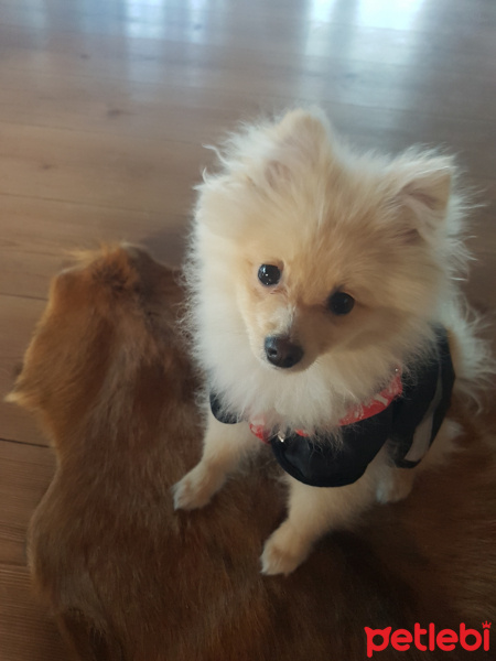 Pomeranyalı, Köpek  Luk fotoğrafı