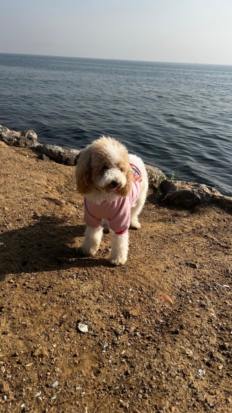 Poodle(Standart Kaniş), Köpek  Pera fotoğrafı