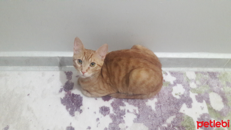 Tekir Kedi, Kedi  Paşam fotoğrafı