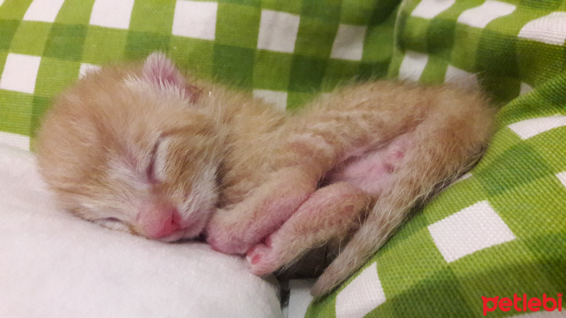 Tekir Kedi, Kedi  Paşam fotoğrafı