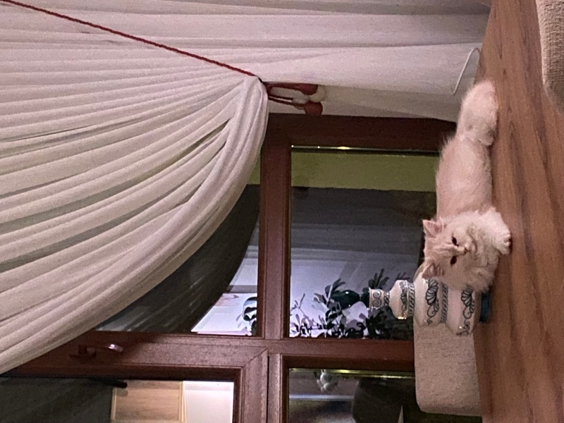 İran Kedisi (Persian), Kedi  Lily fotoğrafı