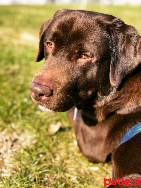 Labrador Retriever, Köpek  Kave fotoğrafı