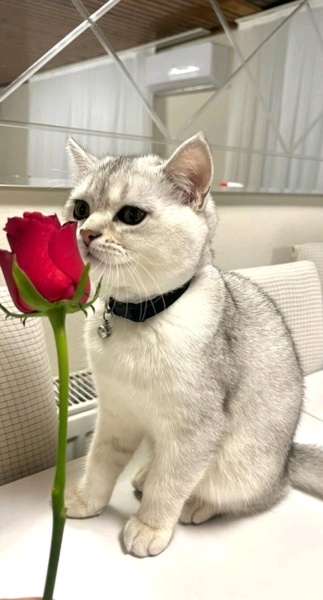 British Shorthair, Kedi  Oscar fotoğrafı