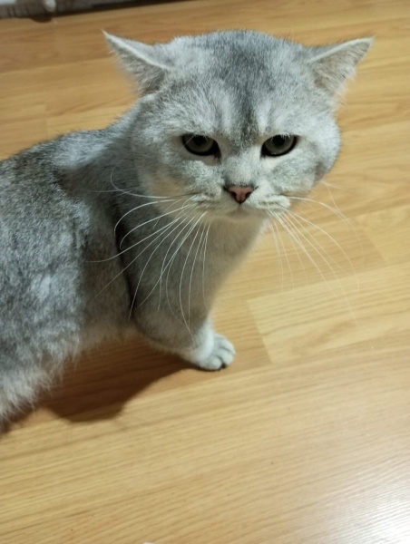British Longhair, Kedi  Alfa fotoğrafı