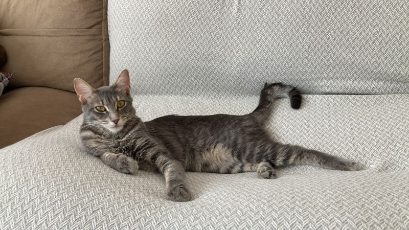 Tekir Kedi, Kedi  lady nar fotoğrafı