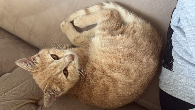 Tekir Kedi, Kedi  aslan fotoğrafı