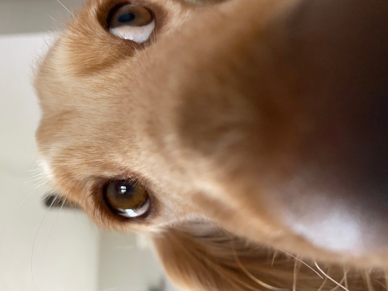 İngiliz Cocker Spaniel, Köpek  Kivi fotoğrafı