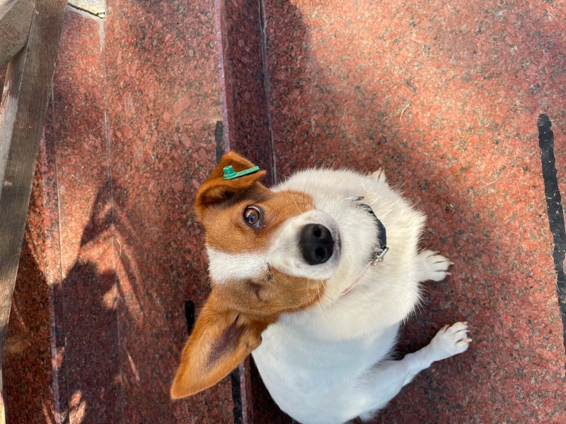 Jack Russell Terrier, Köpek  Fındık fotoğrafı