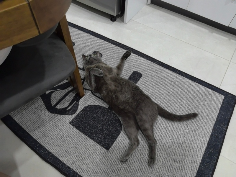 Mavi Rus, Kedi  Amoris fotoğrafı