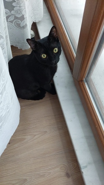 Tekir Kedi, Kedi  Karadut fotoğrafı