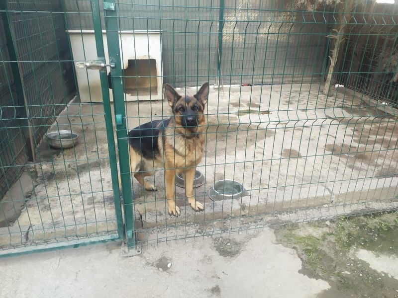 Alman Çoban Köpeği, Köpek  HERA fotoğrafı