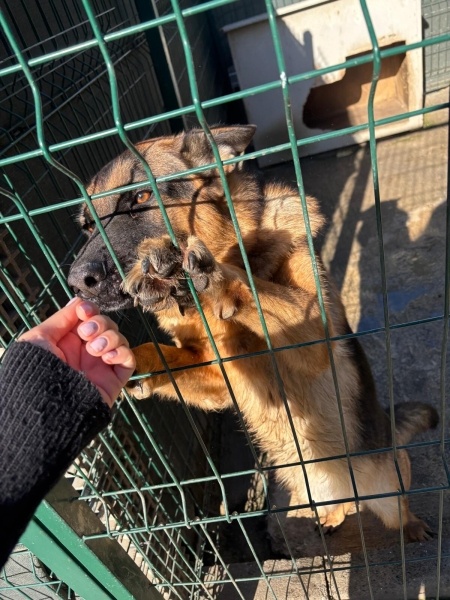 Alman Çoban Köpeği, Köpek  HERA fotoğrafı