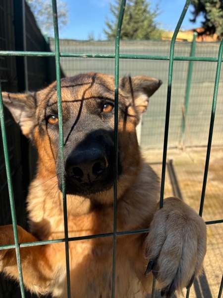 Alman Çoban Köpeği, Köpek  HERA fotoğrafı