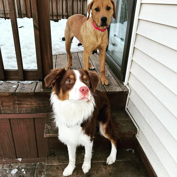 Avustralya Çoban Köpeği, Köpek  August fotoğrafı