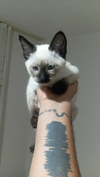 Siyam Kedisi, Kedi  Prens fotoğrafı