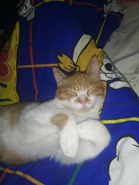 Sarman, Kedi  Minnoş fotoğrafı