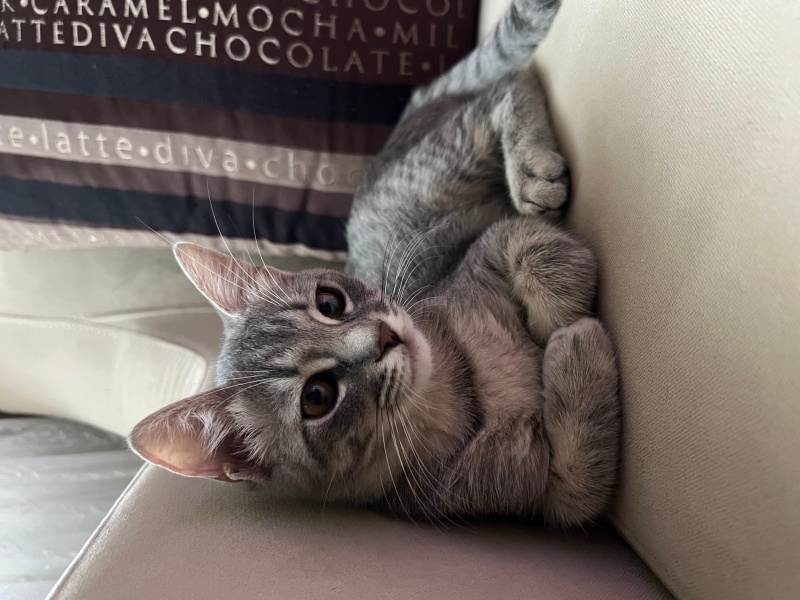 Tekir Kedi, Kedi  Pamuk fotoğrafı