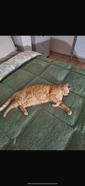 Sarman, Kedi  Lipton fotoğrafı