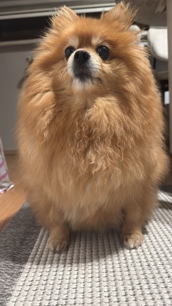 Pomeranyalı, Köpek  Chestnut fotoğrafı
