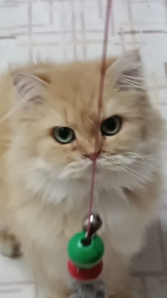 British Longhair, Kedi  Luna fotoğrafı