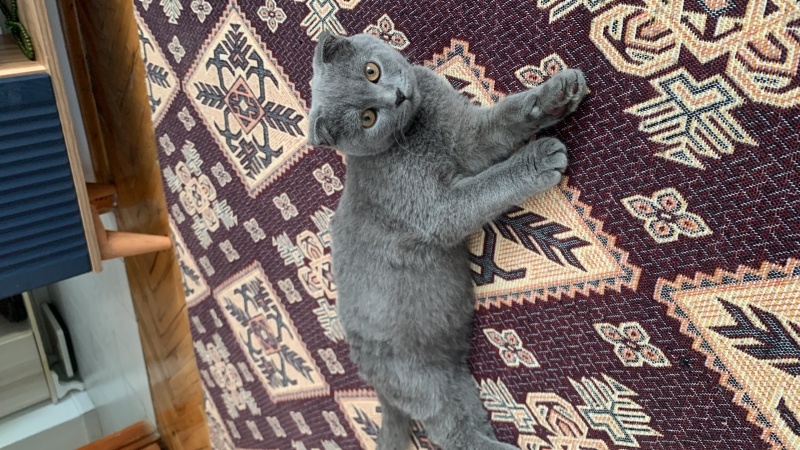 Scottish Fold, Kedi  duman fotoğrafı