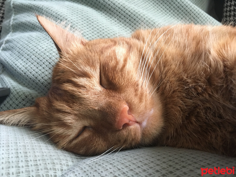 Tekir Kedi, Kedi  Taci fotoğrafı