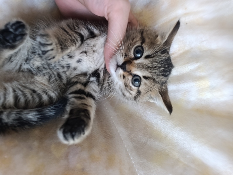 Tekir Kedi, Kedi  Tiger fotoğrafı