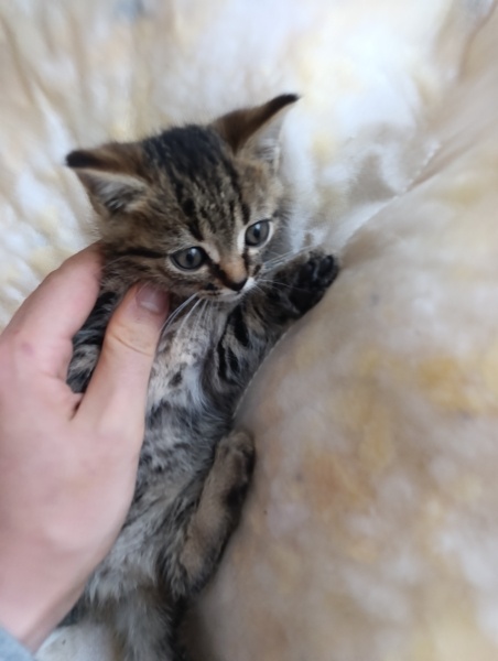 Tekir Kedi, Kedi  Tiger fotoğrafı