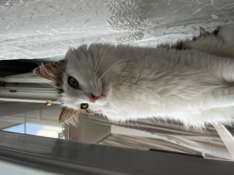 Tekir Kedi, Kedi  Thumper fotoğrafı