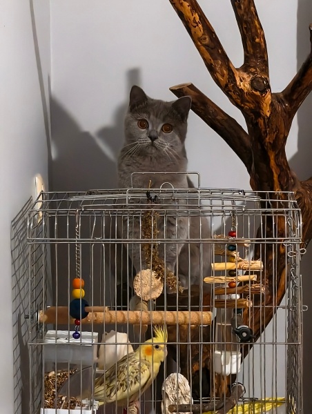 British Shorthair, Kedi  Casper fotoğrafı