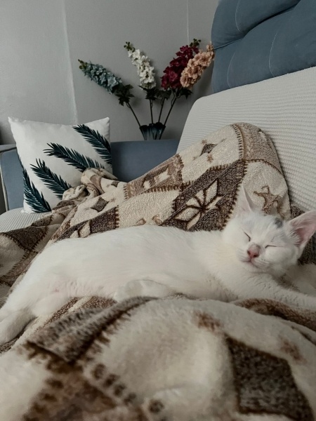 British Shorthair, Kedi  Pamuk fotoğrafı