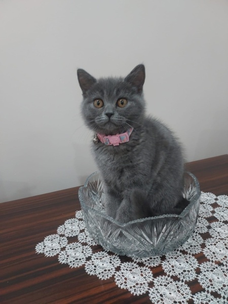 British Shorthair, Kedi  British shorthair fotoğrafı