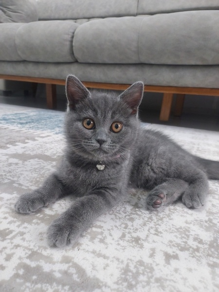 British Shorthair, Kedi  British shorthair fotoğrafı