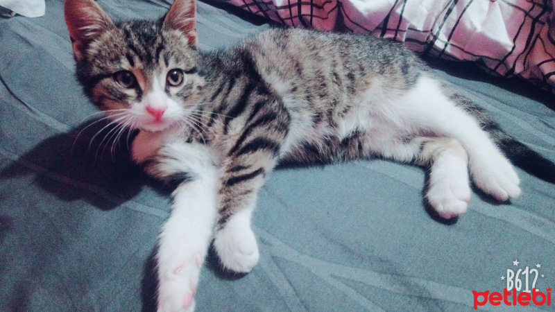 Tekir Kedi, Kedi  Lusy  fotoğrafı