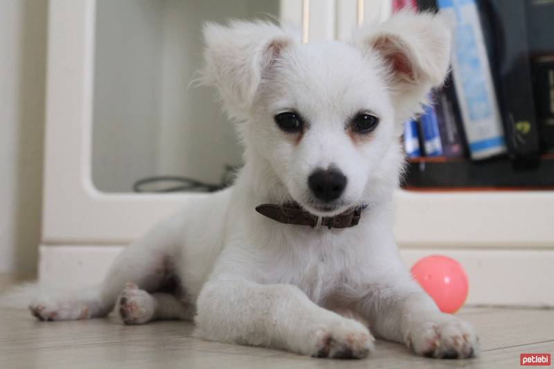 Pappilon, Köpek  Ponçik fotoğrafı